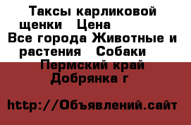 Таксы карликовой щенки › Цена ­ 20 000 - Все города Животные и растения » Собаки   . Пермский край,Добрянка г.